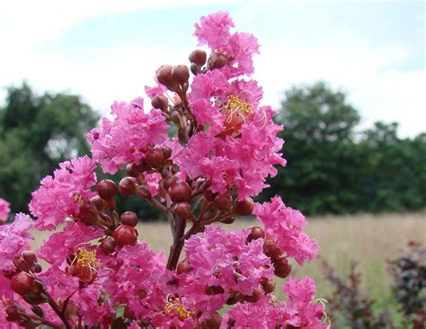 From Blooms to Hues: Diverse Varieties of Lagerstroemia Plum Magic